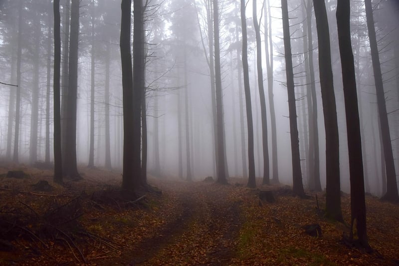 Magical Forest